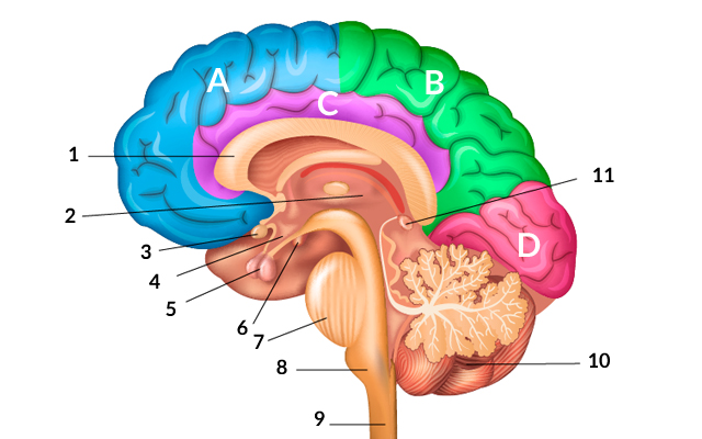 <p>A</p>