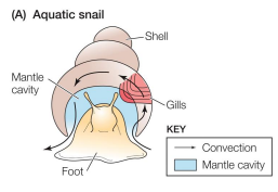 <p>Breathing by aquatic inverts: Aquatic Snail</p>