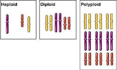 <p>condition in which an organism has extra sets of chromosomes because a complete set of chromosomes failed to separate during meiosis (ex. 3N or 4N)</p>