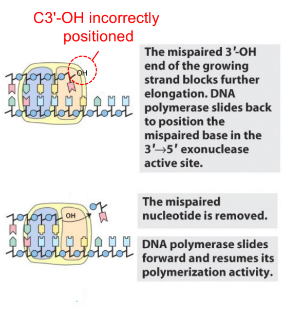 <p>DNA pol recognize mismatched base b/c <u>3’ OH of cytosine is not positioned properly</u></p><p>DNA pol then uses its <strong><u>3’-to-5’ exonuclease activity</u></strong> to remove the mismatched base</p>