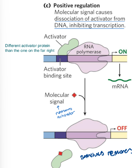 <p>molecular signal causes dissociation of activator from DNA, inhibiting transcription</p>