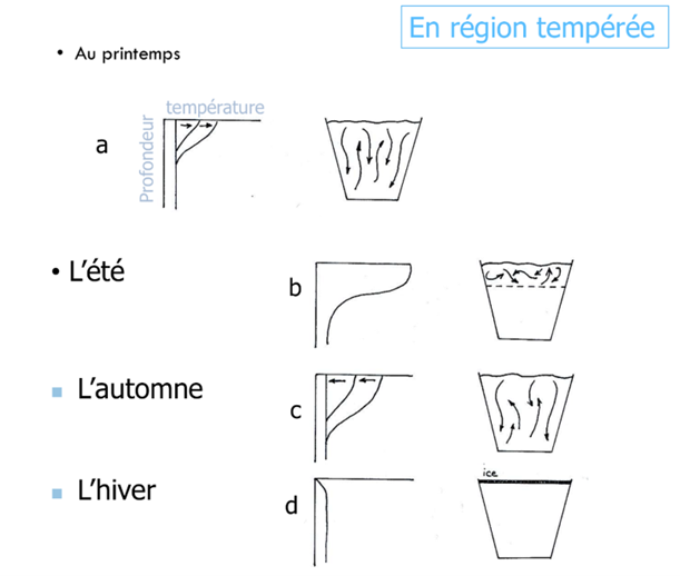 <p>Un lac tempéré suit souvent :</p><ul><li><p><strong>Printemps</strong> : colonne d’eau homogène → <strong>mélange</strong> complet.</p></li><li><p><strong>Été</strong> : stratification installée → échanges bloqués.</p></li><li><p><strong>Automne</strong> : refroidissement → densité se rééquilibre → <strong>second mélange</strong>.</p></li><li><p><strong>Hiver</strong> : possible glace, brassage réduit.<br>Classification :</p></li><li><p><strong>Holomictique</strong> : mélange toute la colonne.</p></li><li><p><strong>Méromictique</strong> : mélange incomplet ; couche profonde isolée (souvent densité accrue par salinité).</p></li><li><p><strong>Amictique</strong> : pas de mélange (souvent gel durable).<br>Fréquence : <strong>dimictique</strong> (2 mélanges/an), <strong>monomictique</strong> (1), <strong>polymictique</strong> (mélanges fréquents), <strong>oligomictique</strong> (irrégulier). Ces régimes dépendent de latitude, altitude, profondeur, exposition au vent, morphologie du bassin.</p></li></ul><p></p>