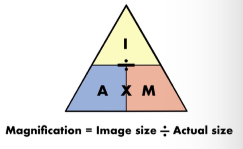 <p>Magnificat = image size / actual size </p>