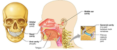 <p>Located within and posterior to the nose, the nasal cavity is part of the passages of the respiratory system</p>