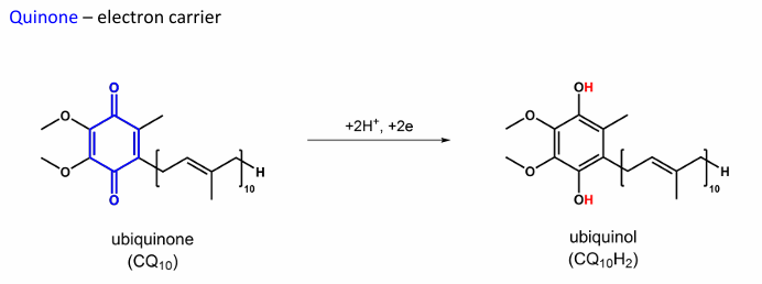 <p>Ubiquinone → Ubiquinol , Quinone</p>