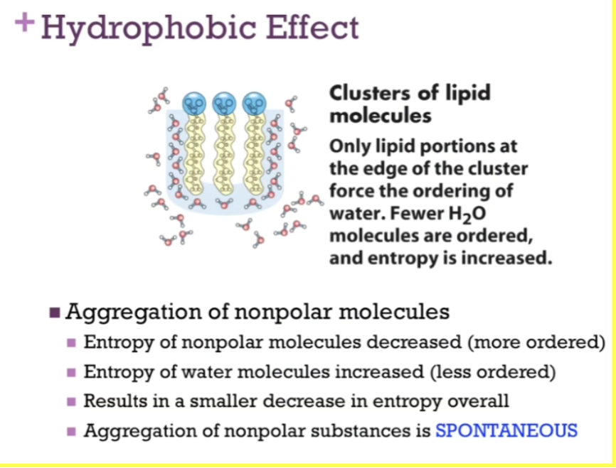 <p><span>AGGREGATION of NONPOLAR molecules.&nbsp;</span></p>