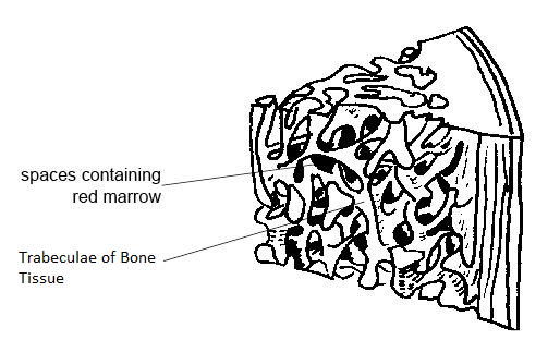 <p>Thin plates or fragments of bone</p>