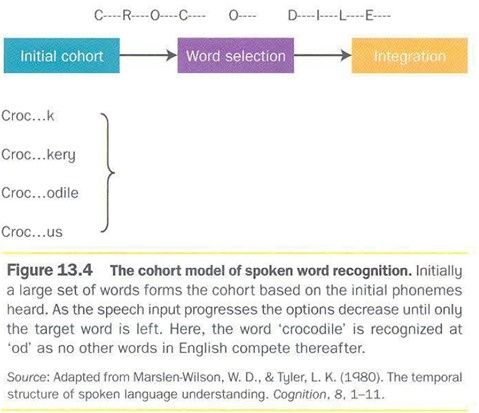 <p>expectations once we hear initial phonemes</p><ul><li><p><strong>uniqueness point</strong>: point where other optino have reduced so much that one word remains</p></li></ul><p>context plays early role.</p><p>evidence: lexical decision task: string of words, decide if it a word</p><p>sometimes delay in word recognition…</p>