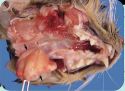 <p>What category of nonneoplastic exophytic masses resemble neoplasms, frequently occur in horses and cats, and often follow chronic upper respiratory inflammation?</p>