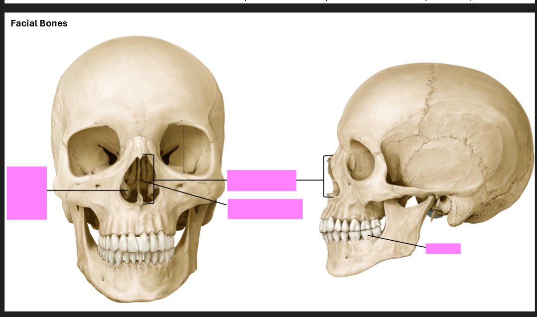 <p>Label the facial bones</p>