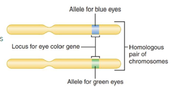 <ul><li><p><strong>basic functional units</strong></p></li><li><p>Genes are DNA segments that determine traits</p></li></ul><p>• Genes direct structure and function of cells and tissues</p><p>• Each gene carries instructions for inherited characteristics</p><p>• <strong>Traits include eye color, hair color, and tooth shape</strong></p><p><strong>• Alleles represent specific variations within a gene</strong></p><p></p>