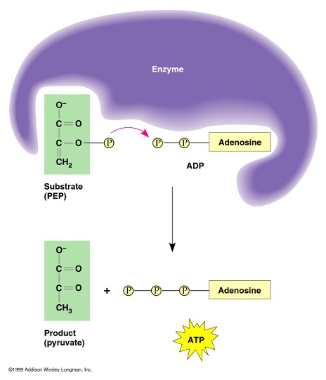 <p>transfers a phosphate group from a pyruvate of glucose and attaches it to ADP, synthesizing ATP </p>