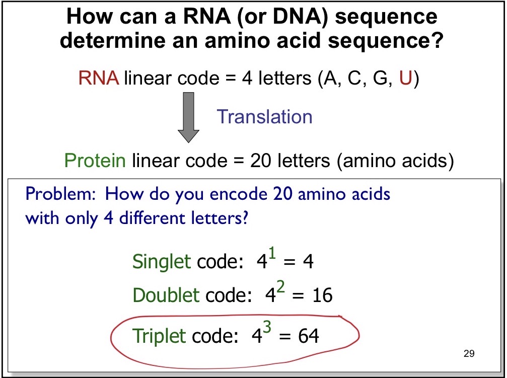 <ul><li><p>Triplet Code: 64 different 3 nucleotide “codons”</p></li><li><p>Not 64 tRNAs</p></li><li><p>Ex: For alanine there are 4 codons but not 4 tRNAs<br></p></li></ul><p></p>