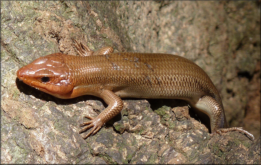 <p>Broad-headed Skink</p>