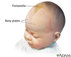 <p>Normal: Symmetric size + shape, movement </p><p>Abnormal: Asymmetry</p>