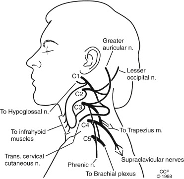 <ul><li><p>Entre C1 - C4, dans la région du cou</p></li><li><p class="has-focus">contrôle = peau et muscles du cou, de tête et des épaules + certaines structures respiratoires</p></li></ul><p></p>