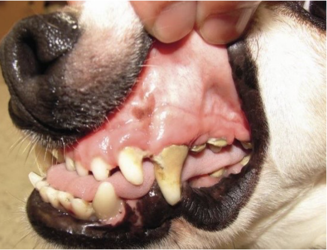 <p>name of this occlusion and description</p>