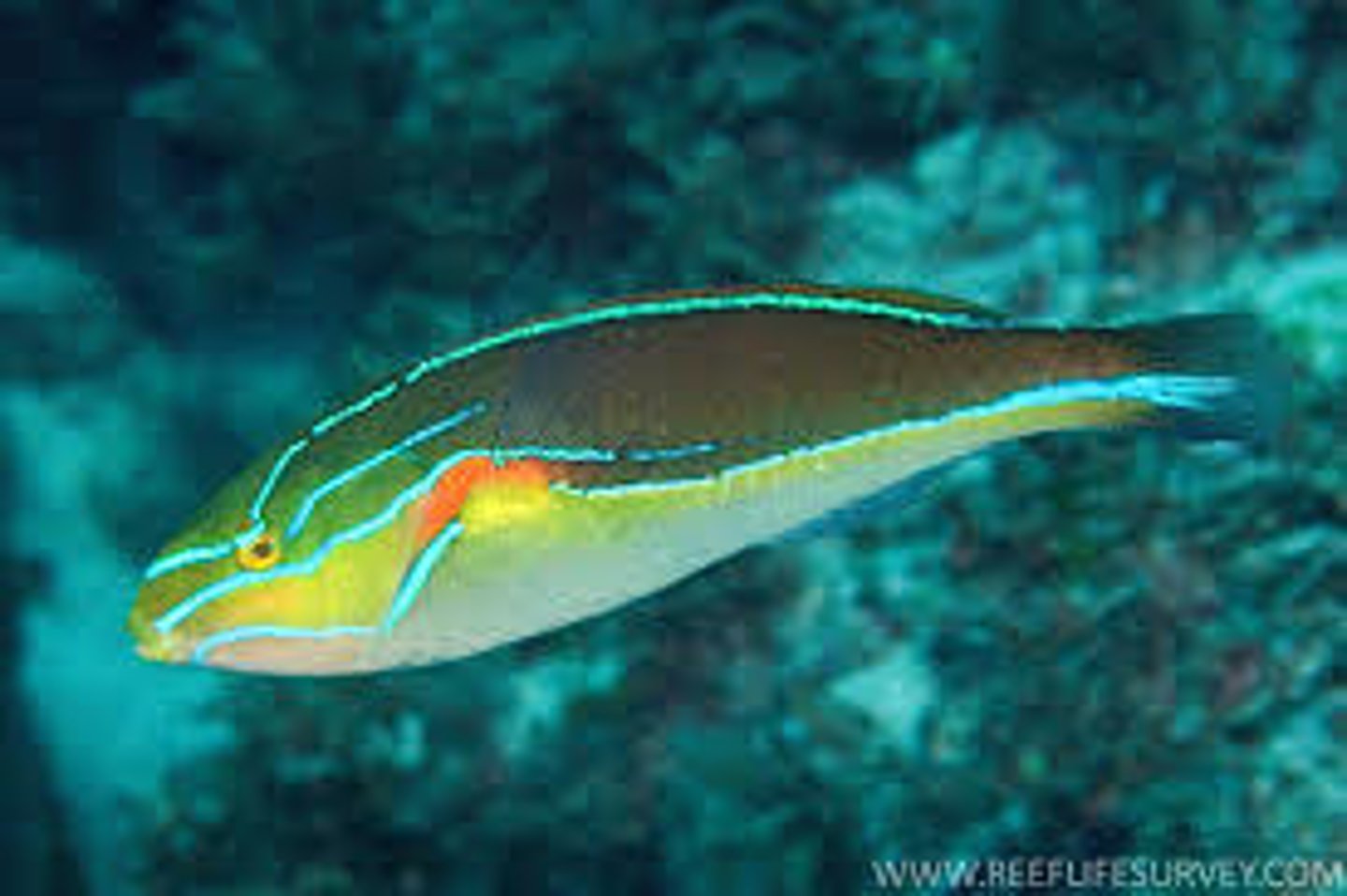 <p>Stethojulius bandanensis </p>