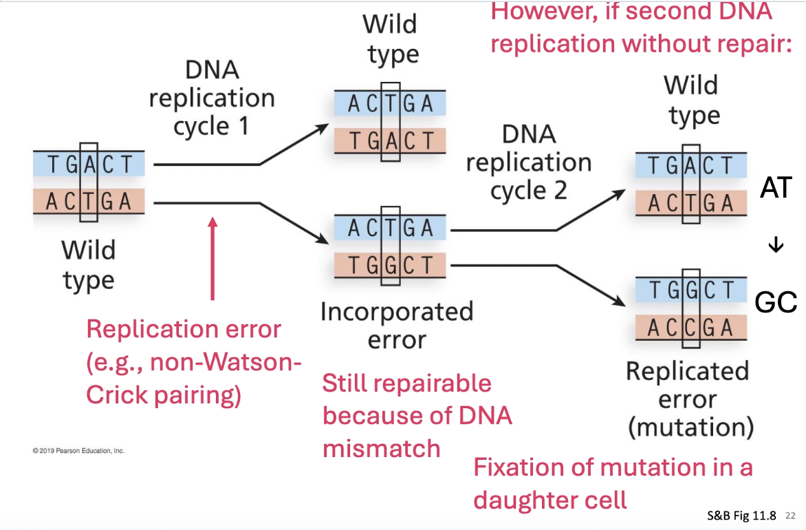 <ul><li><p>Fixation of mutation is when second replication round occurs without repair- the mutation is fixed in the genetic code</p></li><li><p>Replication slippage- usually associated with repeated DNA sequences</p><ul><li><p>Can lead to additions and deletions</p></li></ul></li></ul><p></p>