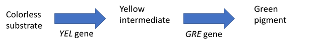 <p>In a jungle plant, the hypothesized pigmentation pathway for leaves is shown below.&nbsp; The first reaction is catalyzed by an enzyme encoded by the <em>YEL</em> gene and the second reaction is catalyzed by an enzyme encoded by the <em>GRE</em> gene.</p><p>Two mutants were identified:</p><ul><li><p>A pale mutant with no coloration, hypothesized to be defective in step 1</p></li><li><p>A yellow mutant, hypothesized to be defective in step 2</p></li></ul><p></p><ol><li><p>&nbsp;If the two genes are independently assorting, how would you write the genotype for these two genes in a wild-type line?</p></li><li><p>Write the genotype for these two genes in each mutant background.&nbsp; Because these single mutants were selected in the lab, each mutant is known to be homozygous dominant for the other gene.</p></li><li><p>You cross the pale mutant with the yellow mutant.&nbsp; Describe the genotype and phenotype of the F1 plant.&nbsp;&nbsp;&nbsp;</p></li><li><p>Define the resulting genotypes if you cross two F1 individuals.&nbsp; For full credit, be sure to specifically match the ratio with the corresponding genotypes.</p></li><li><p>Define the resulting phenotypes if you cross two F1 individuals.&nbsp; For full credit, be sure to specifically match the ratio with the corresponding phenotypes.</p></li></ol><p></p>