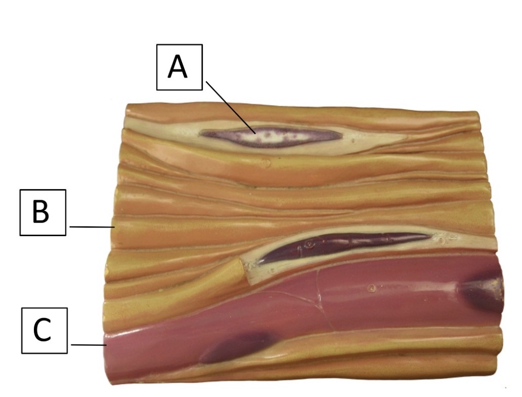 <p>name cell B</p>