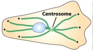 <ol><li><p><strong>Δ temperature</strong></p><ol><li><p>Depolymerization @ 4°C</p></li><li><p>Polymerization @ 37°C</p></li><li><p>Observe new MTS growing from centrosome → return of normal MT distribution</p></li></ol></li><li><p><strong>Adding/washing away drug</strong></p><ol><li><p>MT destabilizing drug = depolymerization </p></li><li><p>Washing drug away = polymerization </p></li><li><p>Observe new MTS growing from centrosome → return of normal MT distribution</p></li></ol></li></ol><p></p>