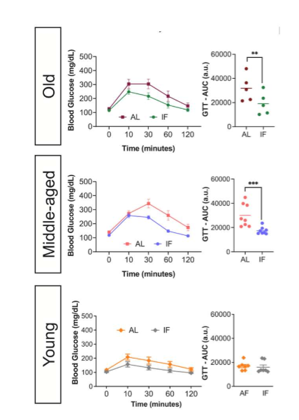 <p>LT IF improves glucose homeostasis in middle-aged and old mice but not in young mice. scientists then wanted to know if this is bc pancreatic beta cells behave diff w age</p>