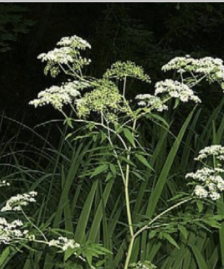 <p>What type of hemlock is very similar to poison hemlock and is more toxic in the spring and in young plants? Signs occur within 15 minutes, with nervousness, twitching of facial muscles, ataxia, generalized tremors, frequent urination/defecation. These progress within hours to collapse, seizures, and death. It is worst in flowers and seeds, and contains cicutoxin, working on GABA receptors. There will be elevated CK, LDH, and AST.</p>