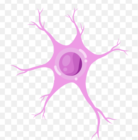 <p>what type of neuron is this</p>