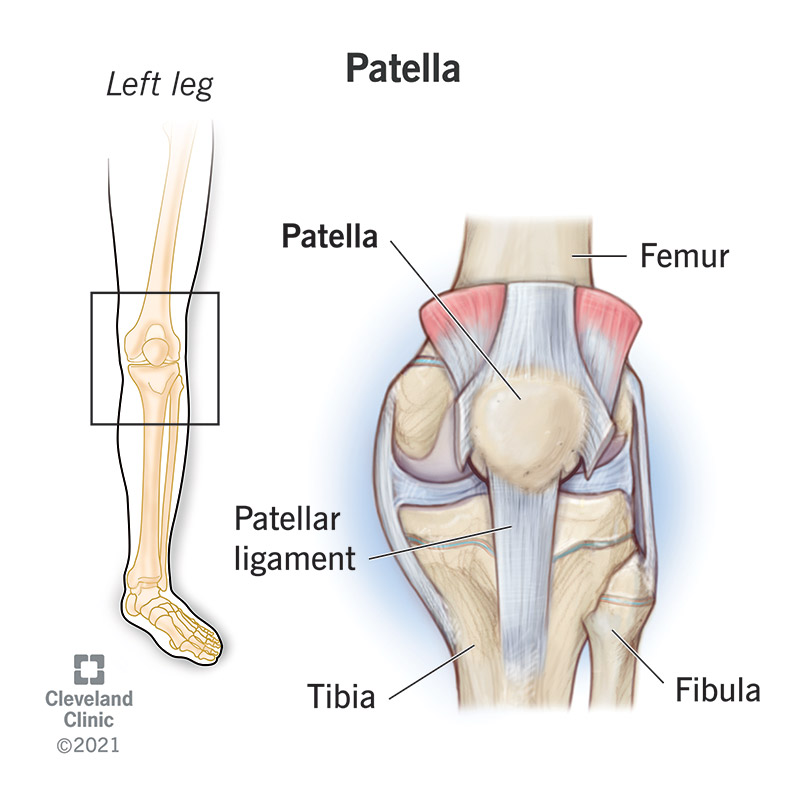 <p>The kneecap. ๐ VISUAL LOCATION: ๐ฆต The hard bump resting directly on the front of the knee joint.</p><img src="https://upload.wikimedia.org/wikipedia/commons/thumb/4/4a/Patella.svg/500px-Patella.svg.png" data-width="50%" data-align="center" alt="Patella Location" style="display: block; width: 50%; margin-left: auto; margin-right: auto;"><p></p>