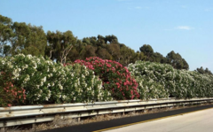 <p>What is all over these California highways?</p>