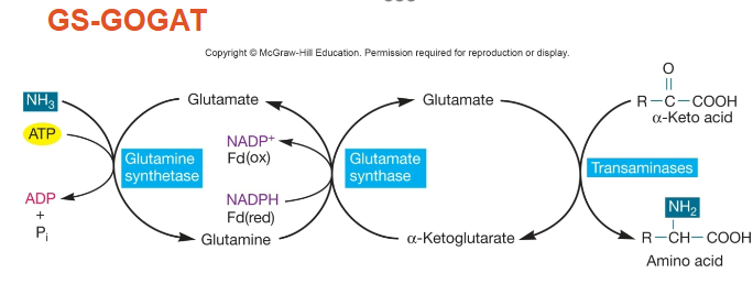 <p>the enzyme that catalyzes the 1st step in GS-GOGAT. This enzyme adds another amino group to glutamate which turns it into glutamine. </p><ul><li><p>uses ATP!</p></li></ul><p></p>