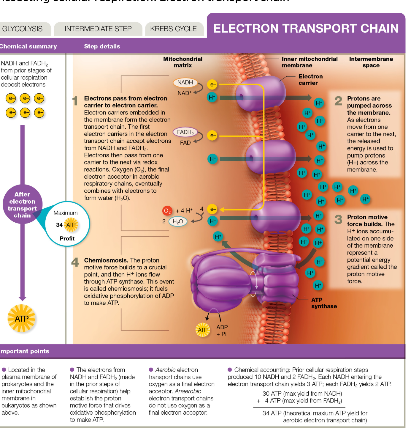 <p>A series of carrier molecules that have collected electrons are oxidized and reduced as electrons are passed down the chain.</p><p>Energy released is used to produce ATP by chemiosmosis</p>
