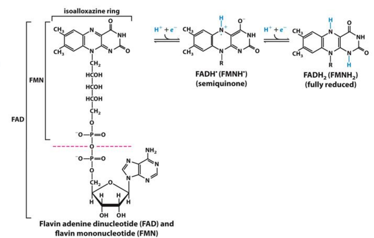 <ul><li><p>O2 accepts electrons from FADH2 and is <em>reduced </em>to water</p></li><li><p>The reaction is exergonic: ΔG = –40 kcal/mol</p></li><li><p>Spontaneously occurring energy producing reaction </p></li></ul><p></p>