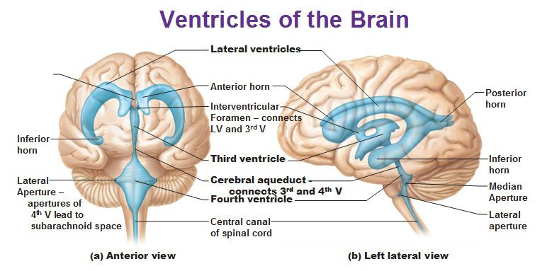 <p>Left and right  lateral ventricles connecting brain structures?</p>
