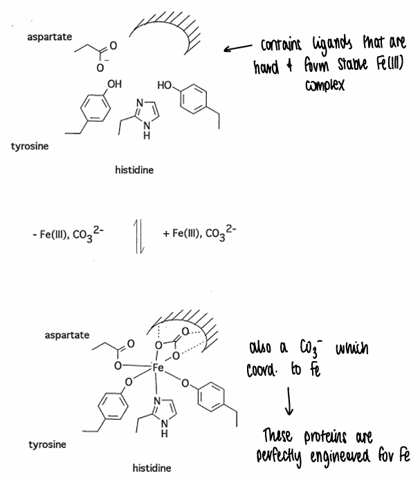 <p>Transferrin contains ligands that are hard and form stable Fe(III) complexes.</p><p>A CO3- also coordinates to the Fe.</p><p>Fe(III) forms the most stable complex with transferrin, with other metals having either the wrong charge or wrong size.</p>