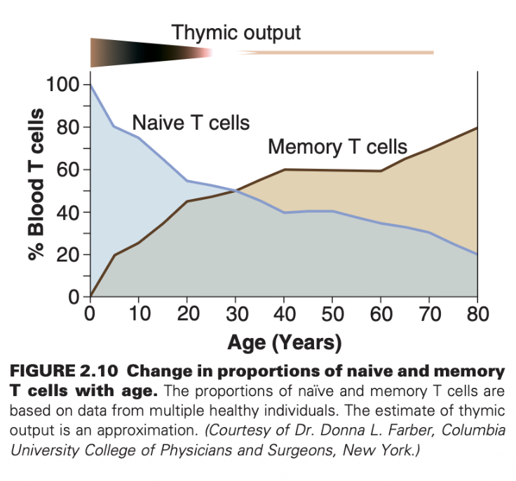 <p>Definition: Long-lived, previously activated T cells that provide rapid, enhanced protection against pathogens from initial infection or</p><p>vaccination.</p><ul><li><p>Persistence: They reside in lymphoid and peripheral tissues, self-renewing for life without constant antigen stimulation.</p></li><li><p>Rapid Response: Upon re-encountering an antigen, they quickly produce high numbers of effector cells, minimizing the immune response lag time.</p></li></ul><p></p>