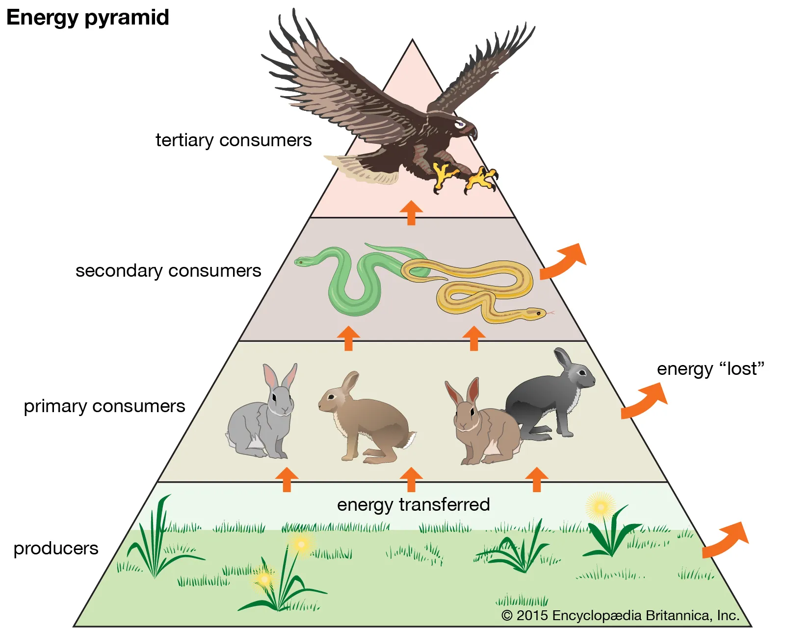 <p>view into trophic levels as a function of the amount of energy at each level</p>