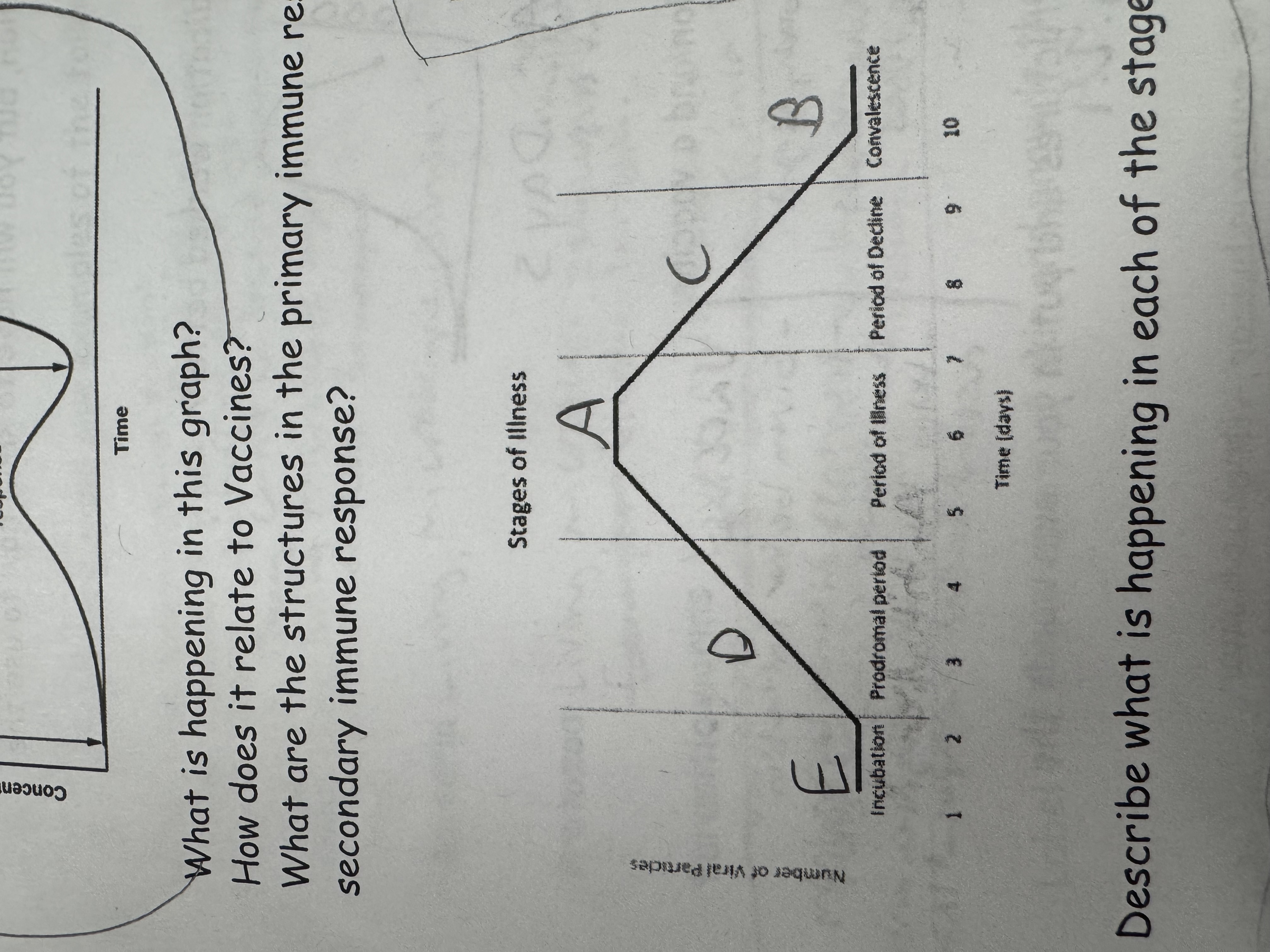 <p>describe what is happening at “C”</p>
