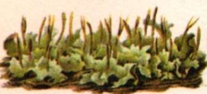 <p>what is it</p>