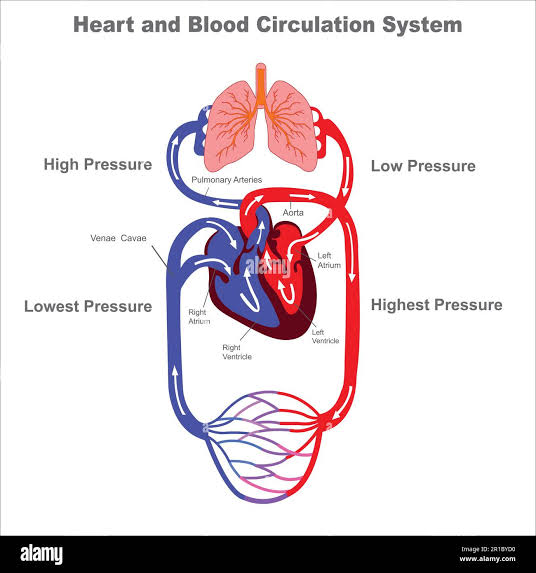 <p>Purpose of the circulatory system</p>