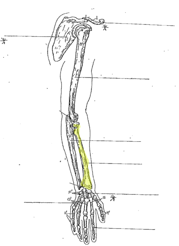 <p>What is the highlighted part of the arm?</p>