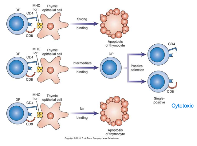 <p>autoimmune; apoptosis; reaction; single; cleaved</p>