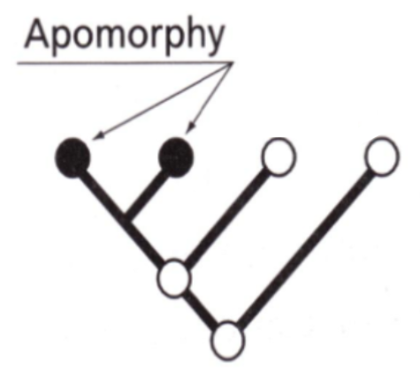 <p>Apomorphy</p>