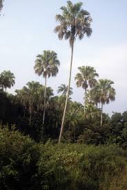 <p>Native to the Philippines and parts of Southeast Asia; conservation status: not endangered. Most easily identified by its large, stiff, fan-shaped leaves with deeply split segments and long petioles bearing sharp marginal spines, giving it a strong architectural palm silhouette in tropical landscapes.</p><p>A medium to tall evergreen palm typically growing 10–25 meters tall with a slender, columnar trunk about 0.3–0.6 meters in diameter. The trunk is gray-brown, ringed with leaf scars and slightly rough with age. It has a fibrous root system with no taproot, forming strong lateral anchoring roots. It does not branch; a single apical meristem produces a crown of large fan leaves. Leaves are costapalmate to fan-shaped, about 1–2 meters wide, deeply divided into stiff segments with a long spiny petiole. Flowers are small, cream to yellowish, borne in large branched inflorescences emerging below the crown. Fruits are small, round drupes that turn bluish to black when mature and are dispersed by birds.</p><p>Traditionally used for thatching, weaving, and handicrafts, and also planted as an ornamental accent palm in landscapes. No significant toxicity reported. In landscape applications, it is best suited for parks, resorts, and tropical gardens where its bold fan form and vertical structure can be highlighted; it requires spacing due to its leaf span and spiny petioles, making it ideal as a structural accent or specimen palm rather than for tight urban planting.</p>