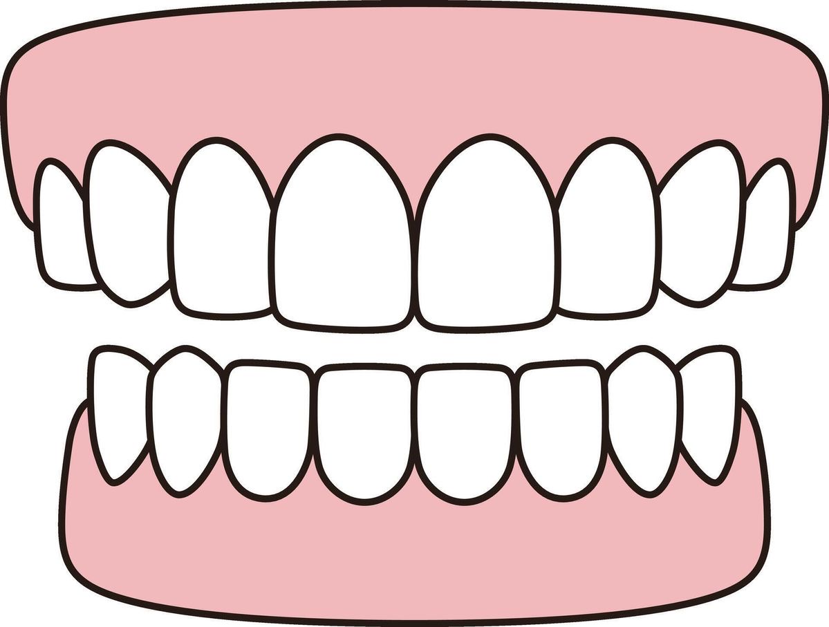 <p>the tooth </p>