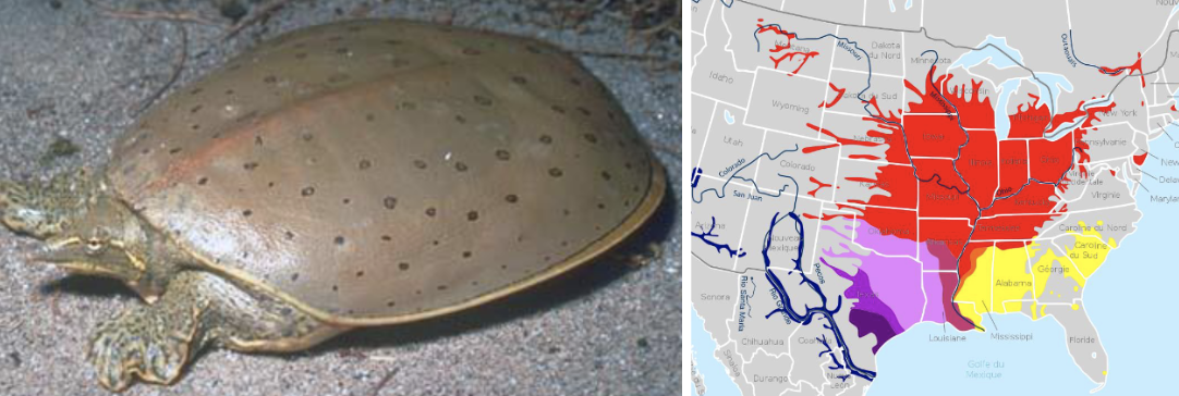 <ul><li><p><span style="background-color: transparent;"><strong>Habitat:</strong> </span><span>aquatic habitat with small amounts of vegetation and sandy/muddy bottom, sandy elevated areas for nesting</span></p></li><li><p><span style="background-color: transparent;"><strong>Diet:</strong> </span><span>aquatic invertebrates including crayfish and occasional fish</span></p></li><li><p><span style="background-color: transparent;"><strong>Characteristics:</strong> fully aquatic, </span><span>very flat</span><span style="background-color: transparent;">, muddy brown shell with dark circles, </span><span>leather covering on shell, long narrow snout</span></p></li></ul><p></p>