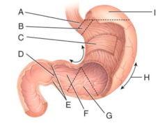 <p>A</p>