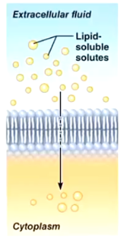 <p>Simple Diffusion</p>