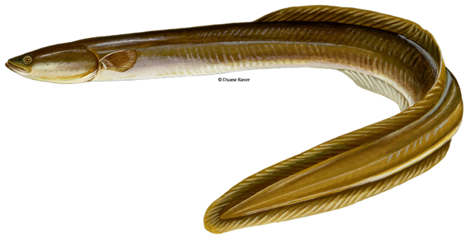 <p>What is the scientific name for American Eel?</p>
